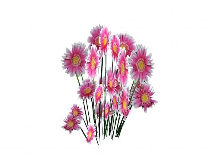 OPQ Daises 05
