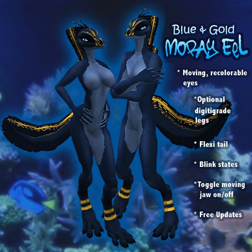 AVentity Eel - Blue Gold