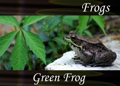 Frogs - Green Frog 1:30