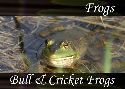 Frogs - Bull and Cricket Frogs 0:40