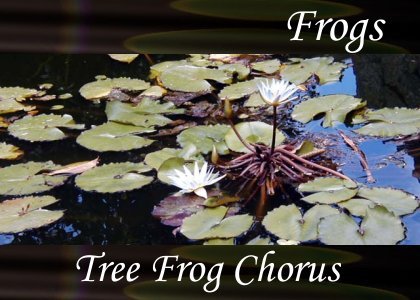 Frogs - Treefrog Chorus 0:40