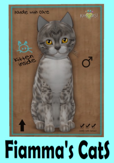 KittyCatS Box - Bengal - Snow