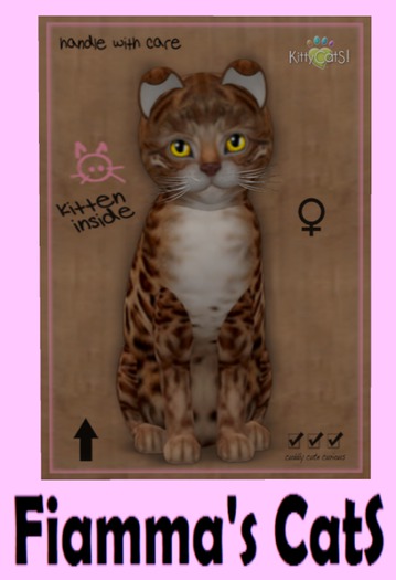 KittyCatS Box - Bengal - Copper