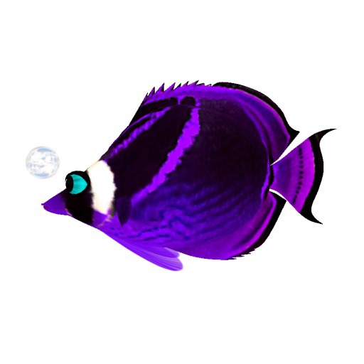 (7S) Common Fish: Purple Raccoon Fish