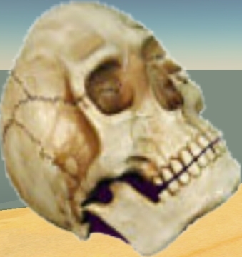 Skull