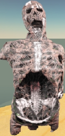 Skeleton Torso