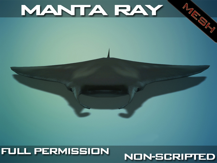 Manta Ray