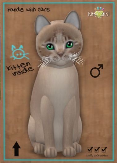 KittyCatS Box - New Born Kitten