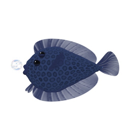 (7S) Common Fish: Blue Flounder