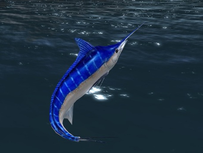 (7S) Common Fish: Blue Marlin