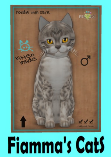 KittyCatS Box - Bengal - Snow