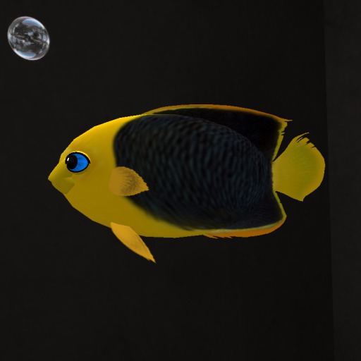 (7S) Common Fish: Yellow Rock Beauty