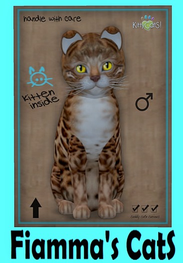 KittyCatS Box - Bengal - Copper