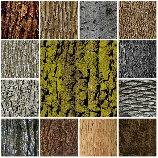 tree bark texture