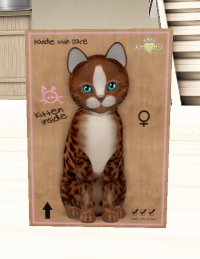 KittyCats - Femmina Small