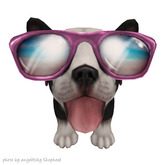 JIAN Beach Corgis BOX :: Swim Trunks RARE