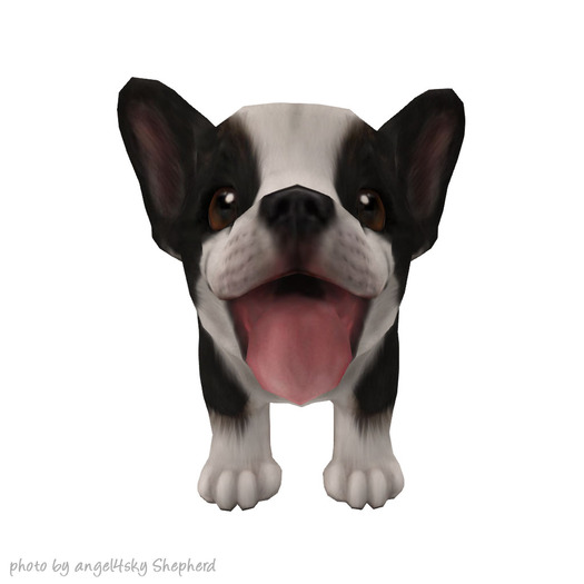 JIAN Beach Corgis BOX :: Wander Pup B&W