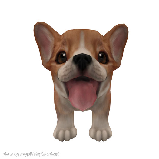 JIAN Beach Corgis BOX :: Companion Pup Red