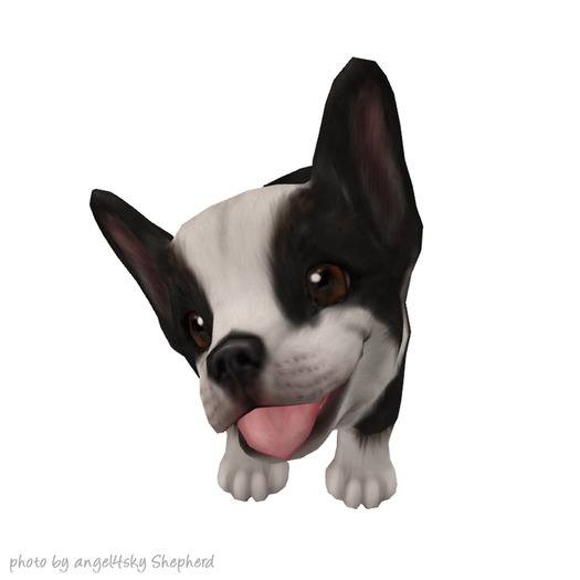 JIAN Beach Corgis BOX :: Companion Pup B&W