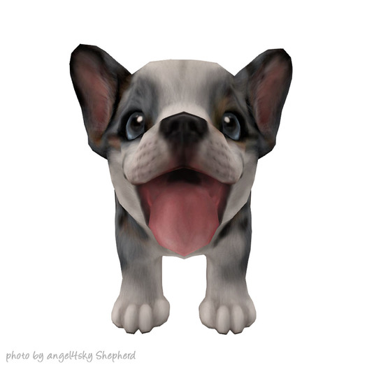 JIAN Beach Corgis BOX :: Companion Pup Blue Merle