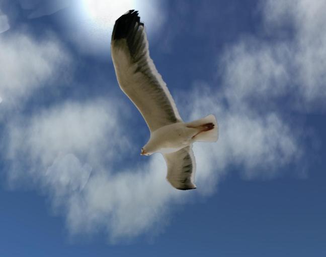 Seagull Copy Version