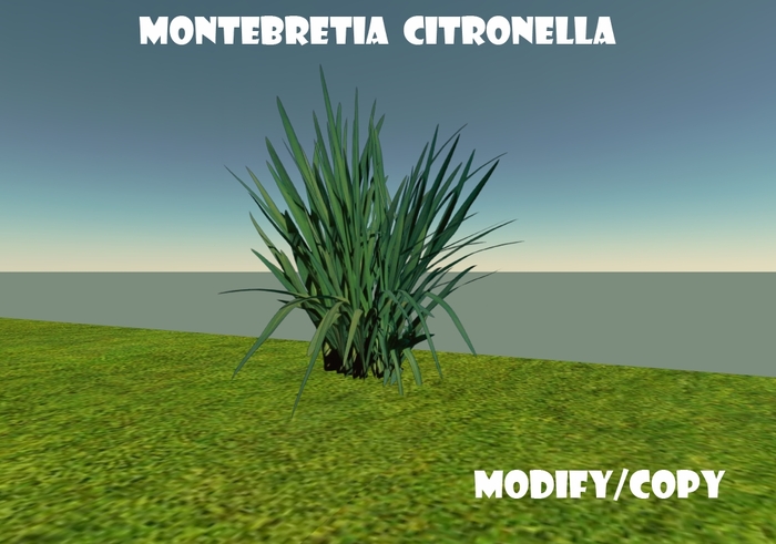 Montebretia Citronella (Flexi)