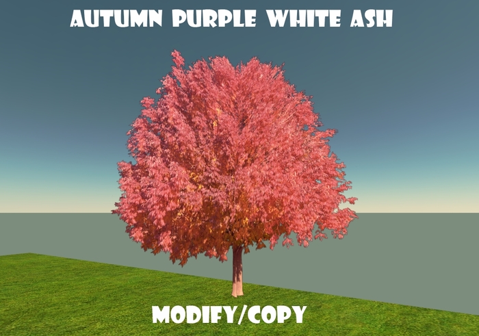 Autumn Purple White Ash Tree (Flexi)