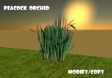Peacock Orchid (Flexi)