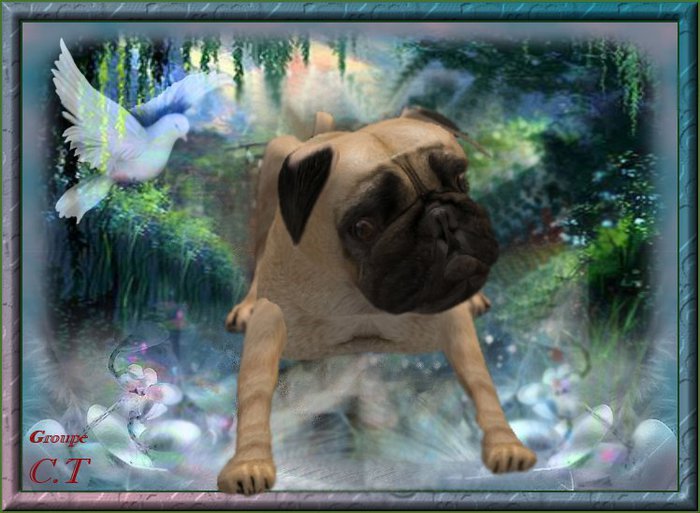 Pug M black