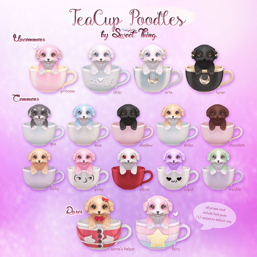 Sweet Thing. Shiba Teacup Poodle