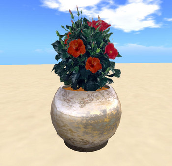 Hybiscus in pot