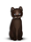 9T Male Abyssinian Dark Chocolate, Exotic Breeze, Twinkle, Curious, Soft Curl, Two Tone B & W