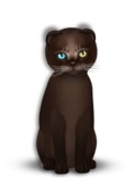 9T Male Abyssinian Dark Chocolate, Odyssey Adore, Twinkle, Shorty, Scotty Fold, Latte