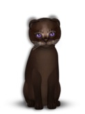9T Female Abyssinian Dark Chocolate, Grape Ice, Twinkle, Curious, Scotty Fold, Odyssey FrazzyWave
