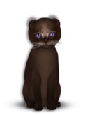 9T Female Abyssinian Dark Chocolate, Grape Ice, Twinkle, Curious, Scotty Fold, Latte
