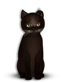 9T Female Abyssinian Dark Chocolate, Dry Olive, Twinkle, Mysterious, Mysterious Odyssey Fold, Odyssey FrazzyWave