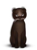 9T Female Abyssinian Dark Chocolate, Odyssey Bellini, Twinkle, Fussy, Scotty Fold, Sassy