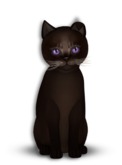 8T Male Abyssinian Dark Chocolate, Grape Ice, Mysterious, Mysterious Odyssey Fold, Latte,