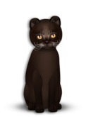 8T Male Abyssinian Dark Chocolate, Crystal Crush, Flair, Stubby, Pointed Soft Fold