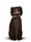 8T Male Abyssinian Dark Chocolate, Odyssey Bellini, Twinkle, Fussy, Scotty Fold