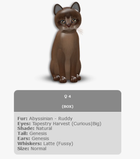 KittyCatS Box - Abyssinian Ruddy/4T/Female/Tapestry Harvest/Latte