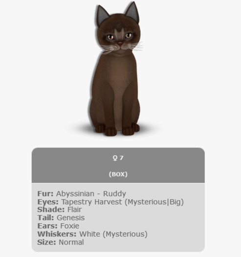 KittyCatS Box - Abyssinian Ruddy/7T/Female/Tapestry Harvest/Foxie