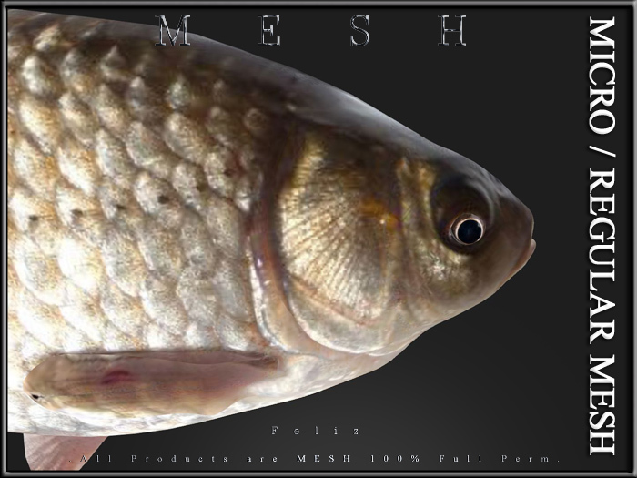 [Feliz] crucian carp - MESH FULL PERM
