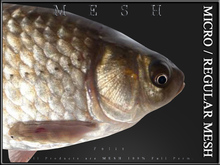 [Feliz] crucian carp - MESH FULL PERM