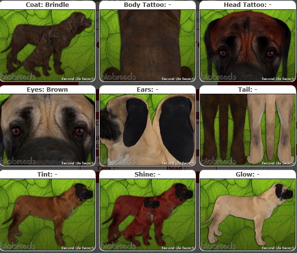 BB Mastiff Box /Female / Brindle 