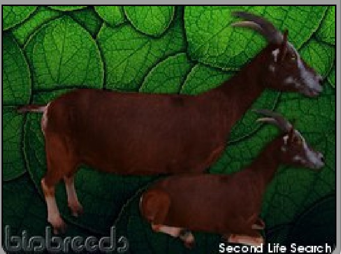 Biobreeds Goat Box , female, obershali