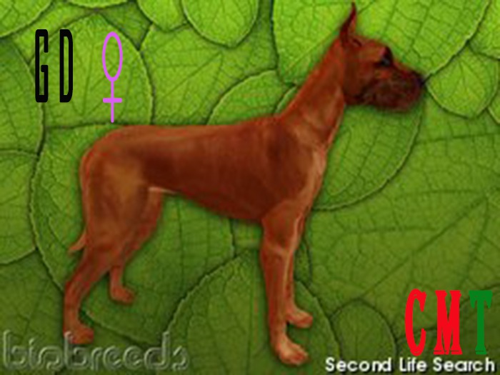  DG female
