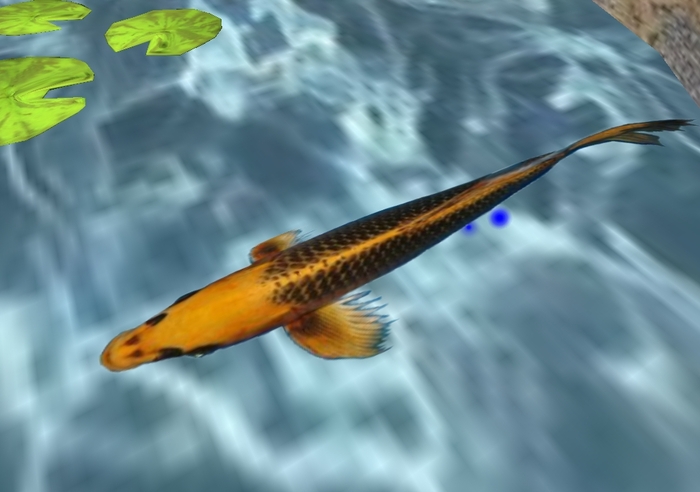 koi fish-v3