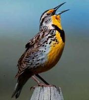 Western Meadowlark Song