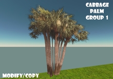 Cabbage Palm Tree Group 1 (Flexi)